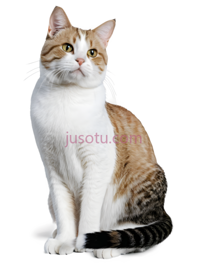 猫,坐着,白色,棕色,黑色, PNG