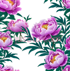 牡丹,插画,紫色,绿色PNG
