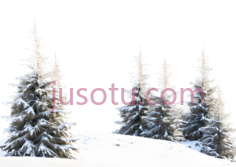 雪松,冬季,白色PNG