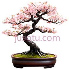 樱花树, PNG