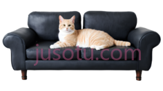 猫咪,沙发PNG