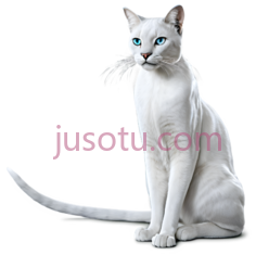 猫,坐姿,白色PNG