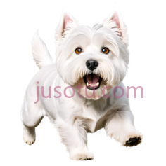 狗,白色毛发,白色PNG