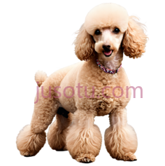 狗,贵宾犬PNG