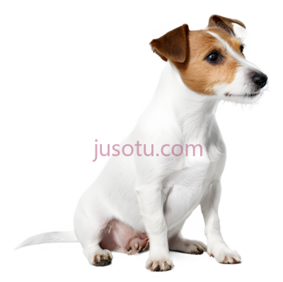 狗,坐着,白色,棕色, PNG