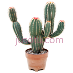 仙人掌,盆栽植物,绿色PNG