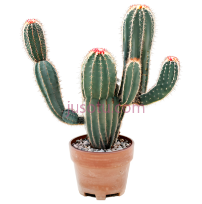 仙人掌,盆栽植物,绿色, PNG