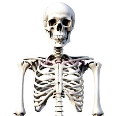 骨架,3D,白色, PNG