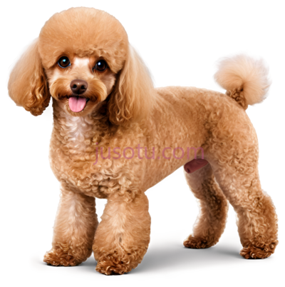 贵宾犬, PNG