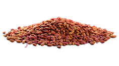 种子,自然,棕色PNG