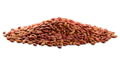 种子,自然,棕色, PNG