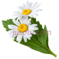雏菊,白色花瓣,黄色花心PNG