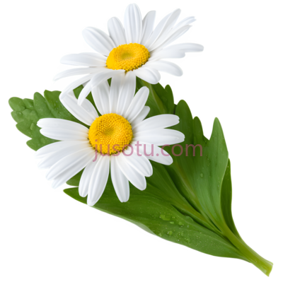雏菊,白色花瓣,黄色花心, PNG
