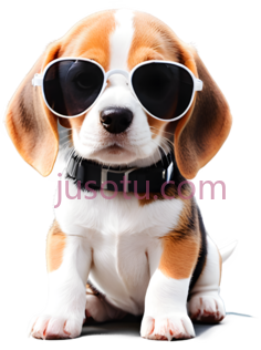 小猎犬犬,戴墨镜,白色,棕色,黑色PNG