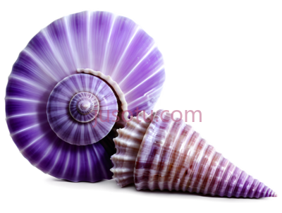 紫色,贝壳,海螺,光亮, PNG