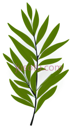 桦叶PNG