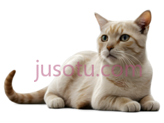 猫,卡通,浅棕色PNG