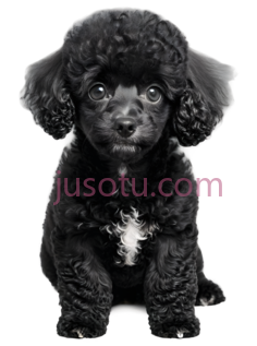 玩具贵宾犬PNG