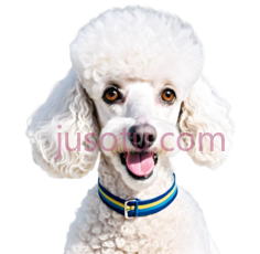 狗,卷毛,白色PNG