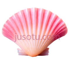 贝壳,自然,粉色PNG