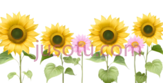 向日葵,粉色花朵PNG
