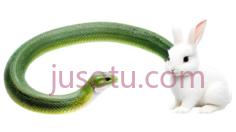 小蛇,绿色,兔子, PNG