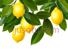 柠檬树,绿叶PNG