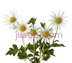 雏菊,自然,白色,黄色PNG