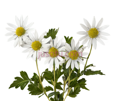 雏菊,自然,白色,黄色, PNG