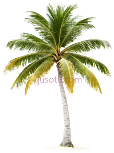 热带棕榈树,海滩, PNG