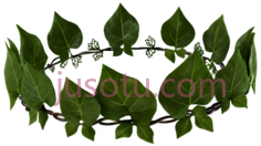 常春藤叶PNG