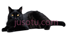 黑猫,趴卧,黑色PNG