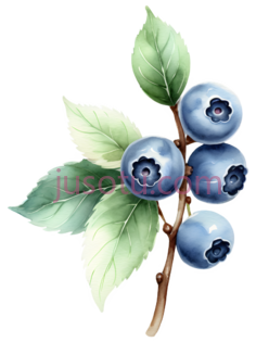 蓝莓枝PNG