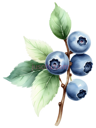 蓝莓枝, PNG