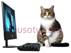 猫,坐在电脑前,棕色,黑色,白色PNG