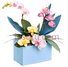 花,盆栽,粉色,黄色, PNG