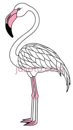 红鹳,火烈鸟PNG
