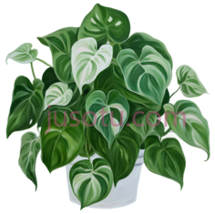 绿萝植物,粉绿色,灰绿色PNG