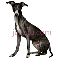 黑猎犬PNG