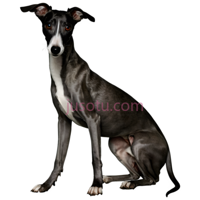 黑猎犬, PNG