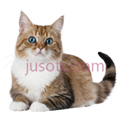 猫,坐姿,棕色,白色PNG