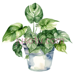 爬山虎,园艺PNG