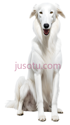 狗,坐着,白色PNG