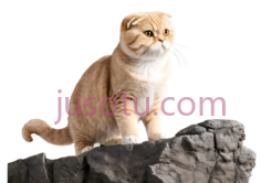 猫,站立,浅棕色PNG