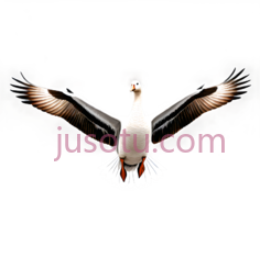 鹅,飞翔,白色PNG