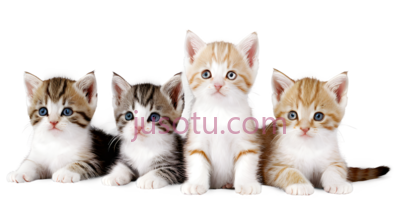 可爱,猫咪, PNG