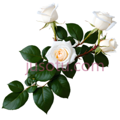 玫瑰,灌木, PNG
