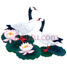 鹅,羽毛,荷花PNG