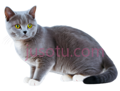 猫,站立,灰色PNG