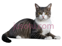 猫,站立,灰色,白色PNG
